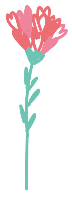 カーネーション1