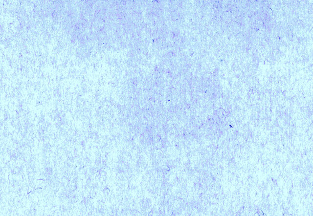 和紙3