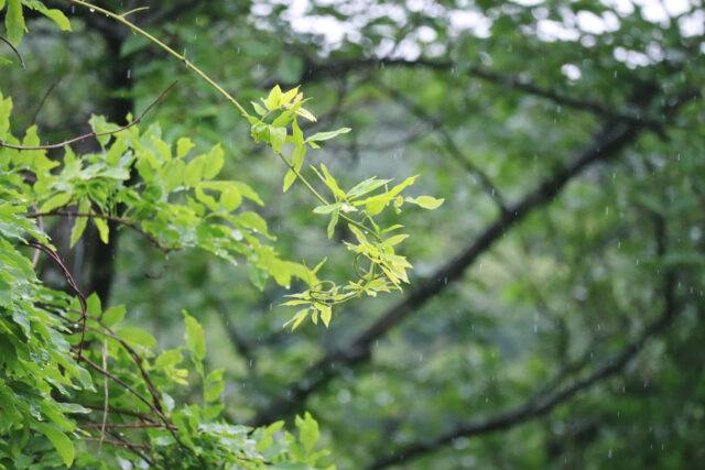 雨と植物1