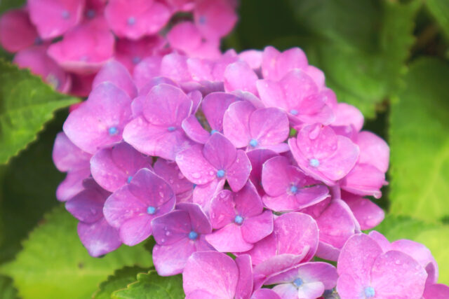 雨の日のあじさい10