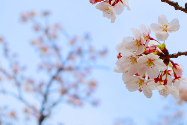 桜背景1