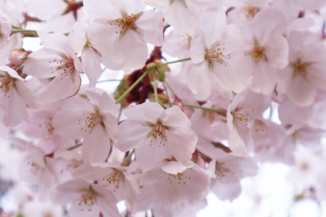 ふわっとした桜1