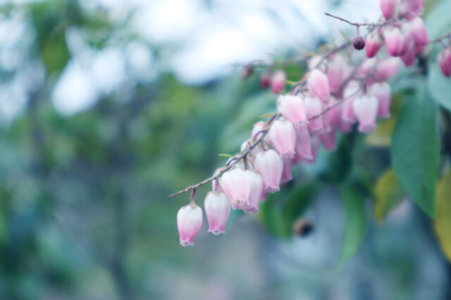 アセビの花2