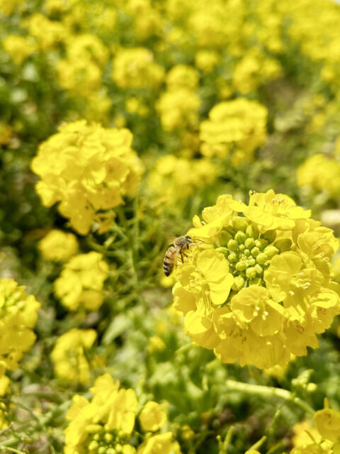 菜の花とミツバチ1